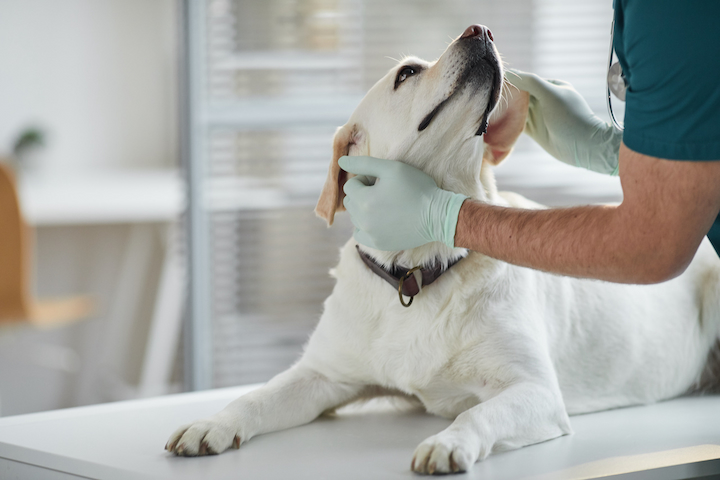 Pet First Aid Kit 101: Everything You Need to Keep Your Furry Friend Safe – ReasonsTo.com.au