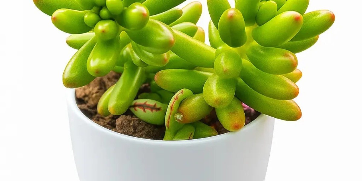 Bring Nature Home: Buy Succulent Plants Online from Nainileaf