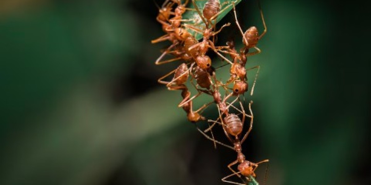 Protect Your Springfield Home from Termites, Ants & Rodents – Proven Solutions by 417 Pest Solutions