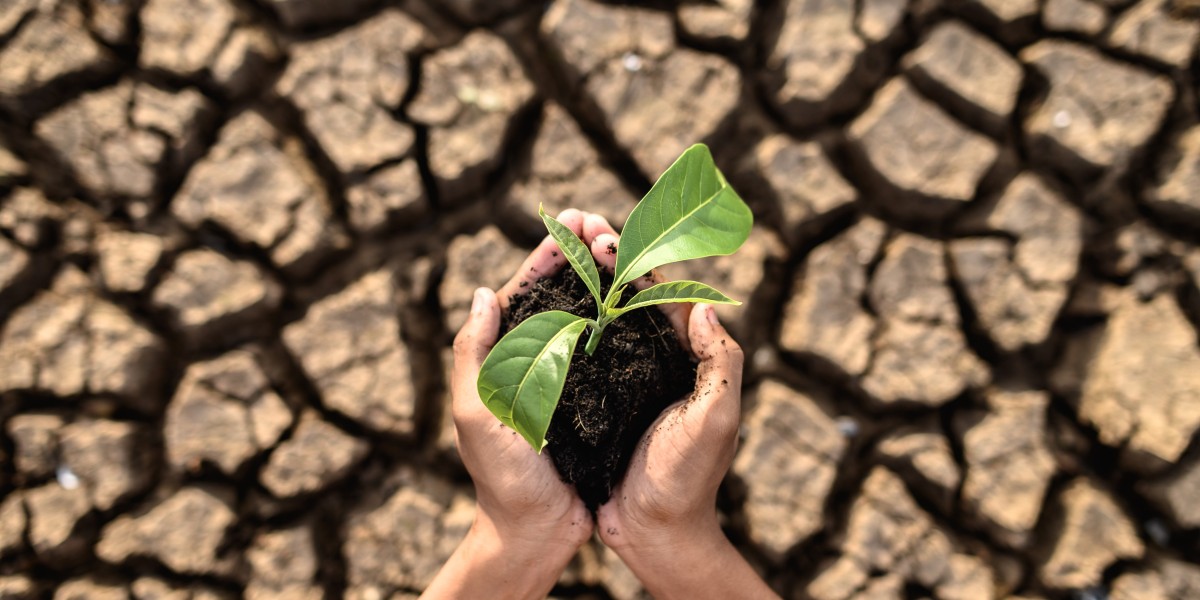 Cities on the Frontlines: How Urban Planning Can Save Us from Climate Collapse