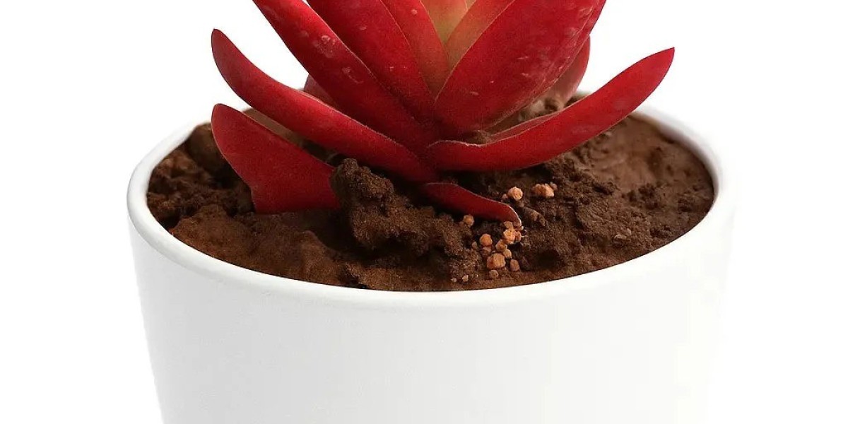 Buy Succulents Online Cheap from Nainileaf – India’s Trusted Succulent Store