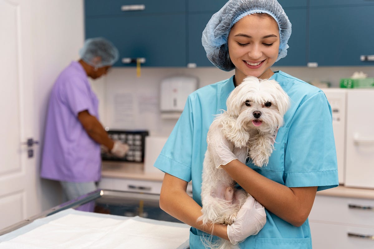 Seasonal Pet Care in Calgary: A Vet’s Advice | by Silverado Veterinary Hospital | Medium