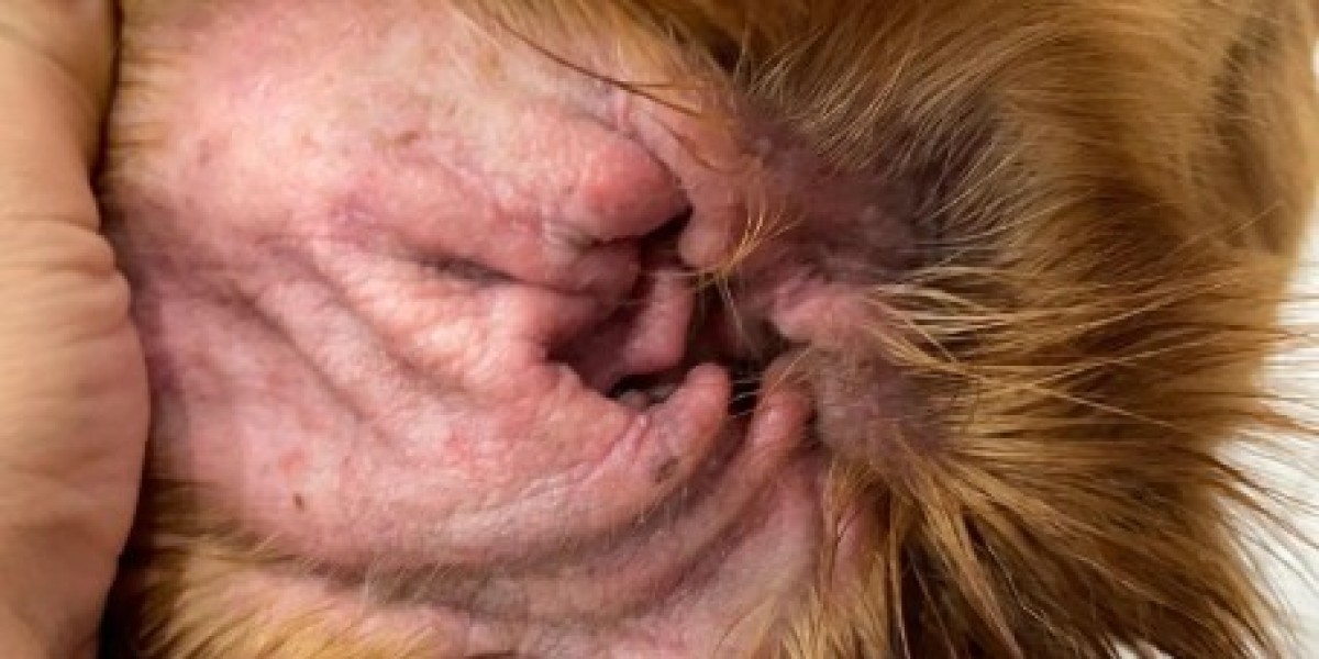 What Causes an Ear Infection in Dogs?