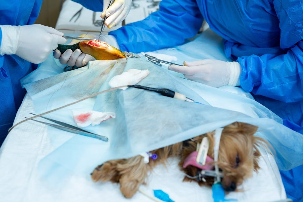 Calgary Emergency Vets: 24/7 Pet Care | Find a Vet Now! | by Silverado Veterinary Hospital | Medium