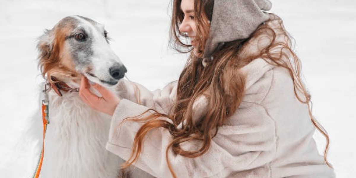 Everyday Essentials – Why Corgi Clothes Matter for Wellness and Style