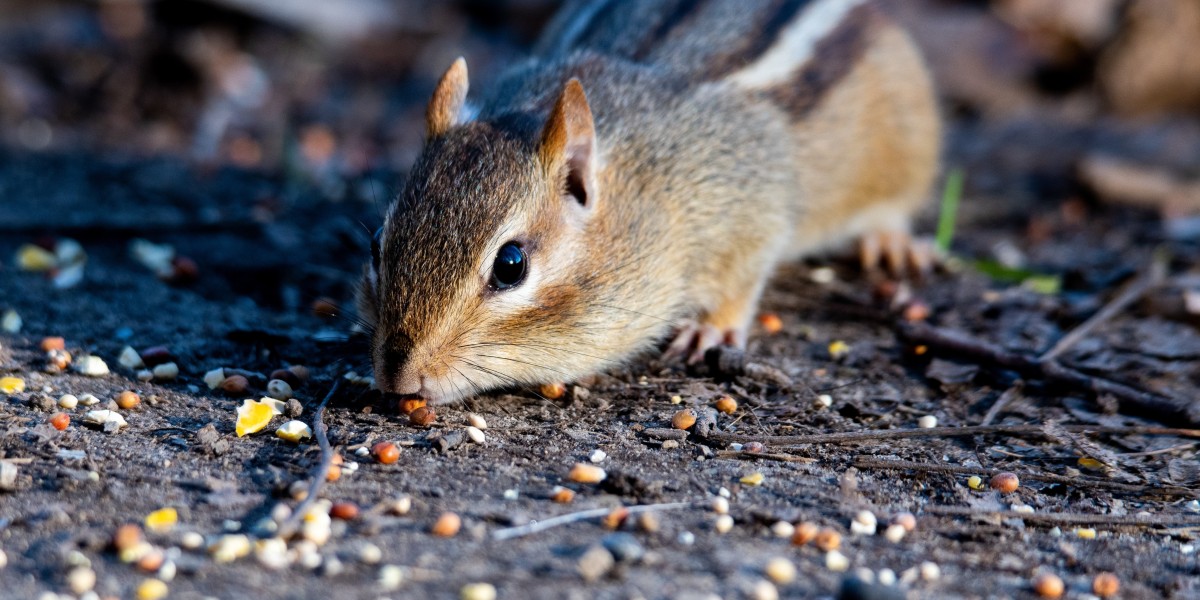 Kansas City’s Top Wildlife Removal Services by Titan Pest and Wildlife Solutions KC