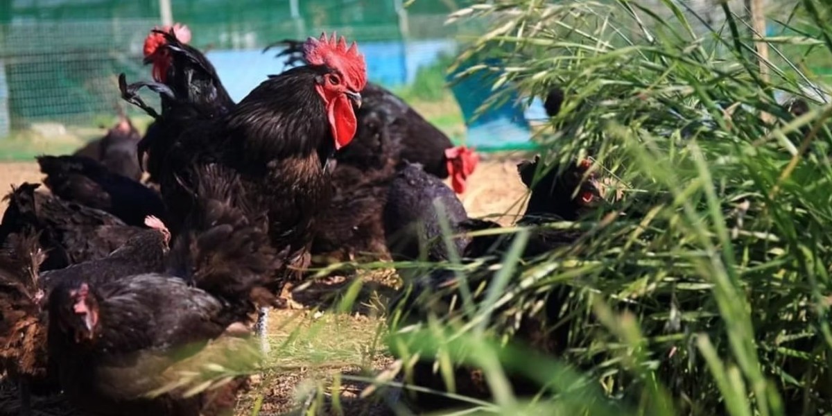 Transforming Agriculture with Microbiome Solutions for Sustainable Farming