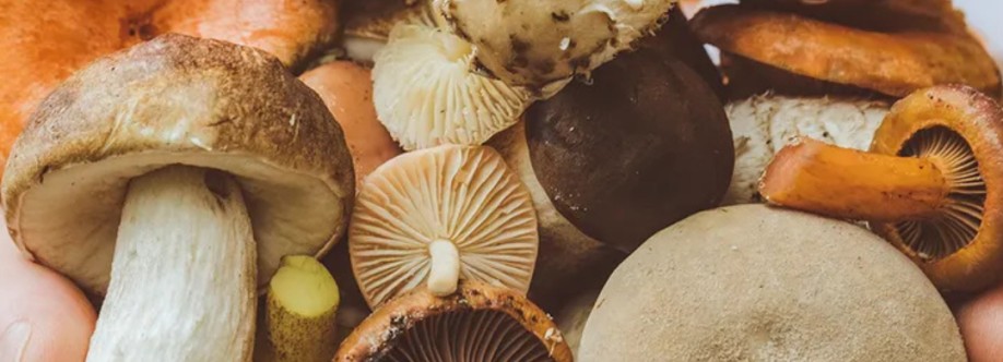 Groove Guide Cover Image