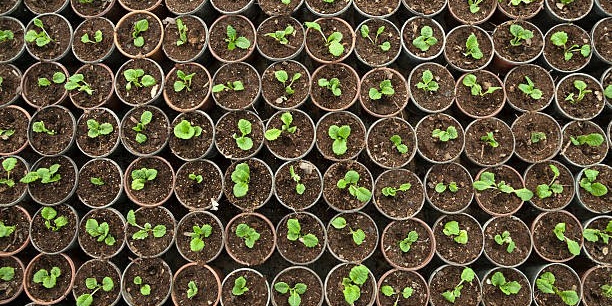 Unlock Massive Harvests with High Yielding Autoflower Seeds