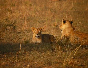 Hire Luxury Car Rental Services in India with Driver