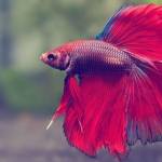 Mơ thấy cá Profile Picture