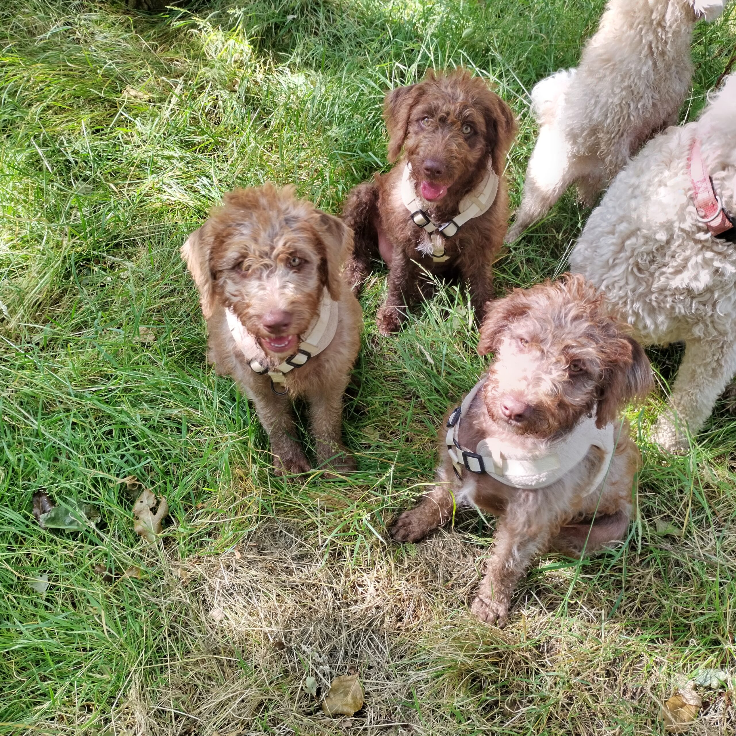 Miniature Goldendoodle Trained Puppies | Goldendoodle Puppies UK