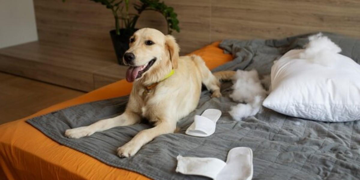 Puppy Diapers and Male Dog Diapers: A Complete Guide for Pet Owners