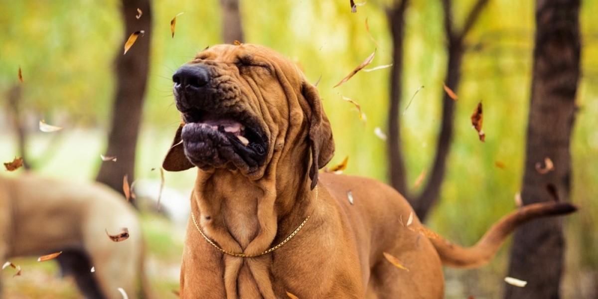When Home Remedies Aren’t Enough: Vet-Approved Remedies for Severe Dog Scratching
