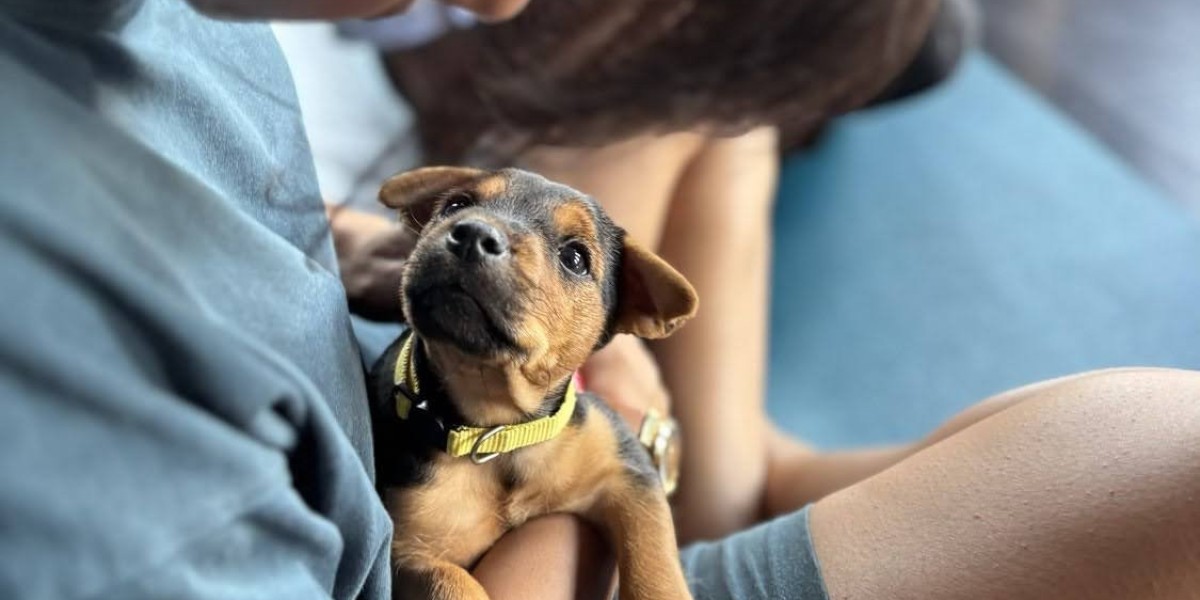 Discover Joyful Connection: What to Expect at a Pups Play Session with Pups Yoga