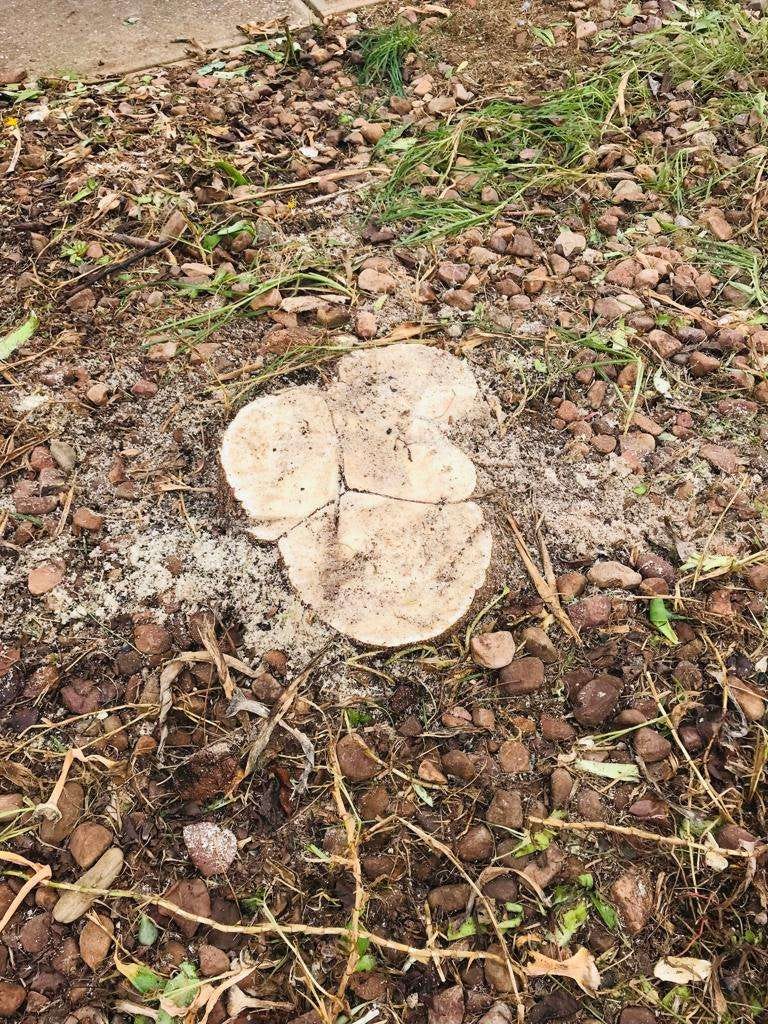 Best Tree Removal in Adelaide SA: Professional, Safe, and Affordable Solutions | by Sunrise Garden | Aug, 2025 | Medium