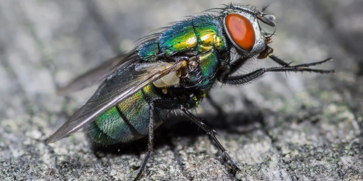 How Can Professional Pest Control Protect Melbourne Homes from Flies, Fleas, and Spiders?