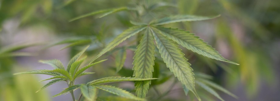 Tasha Libarios Cover Image