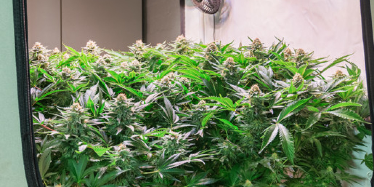 Cannabis Anzucht Set Kaufen – Der einfache Einstieg in den Hanfanbau