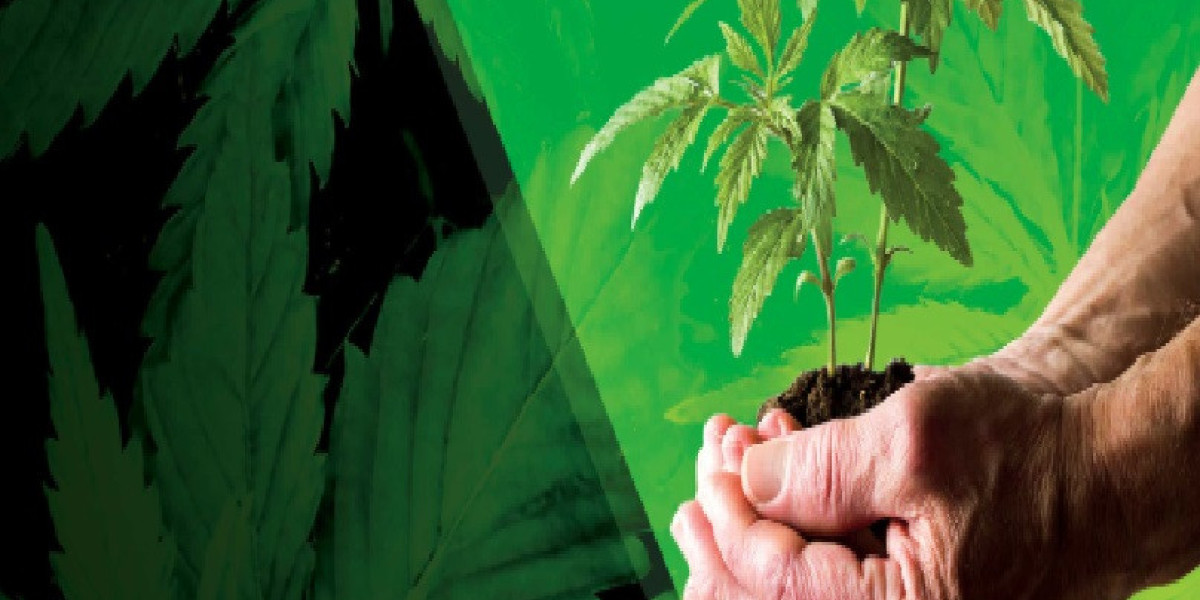 Warum Autoflowering Stecklinge eine großartige Wahl sind