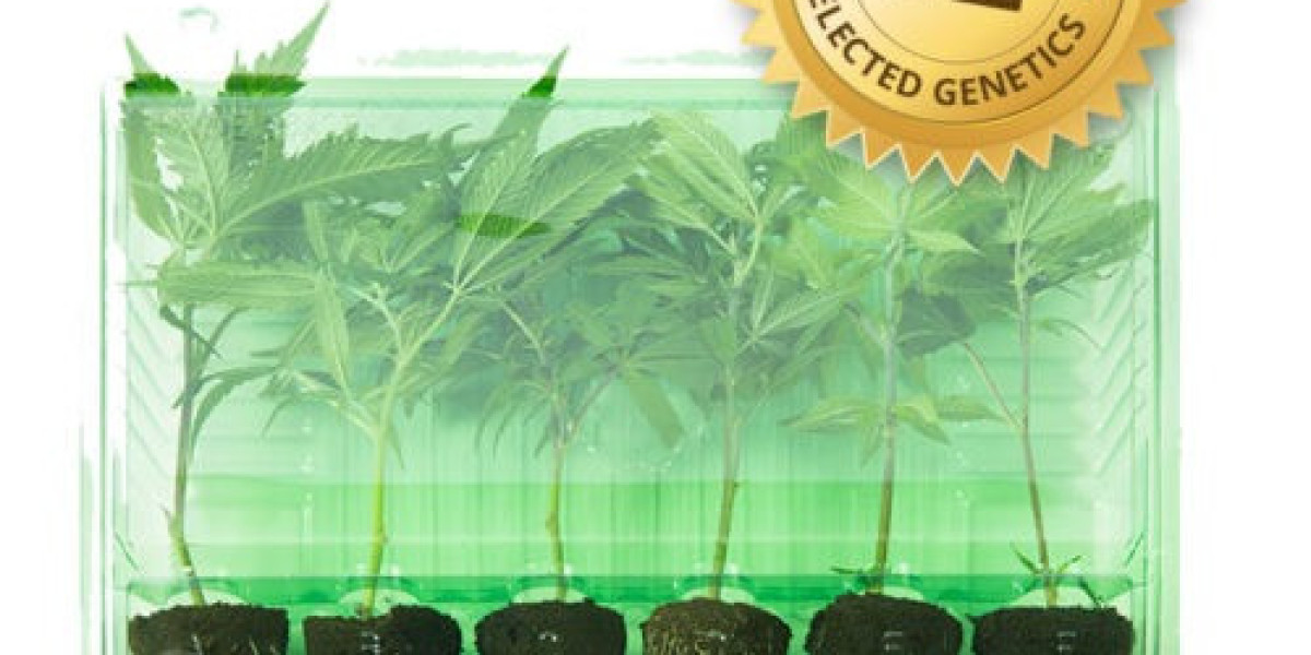 Hanf Stecklinge Deutschland: Der Trend des Indoor Hanfstecklinge Kaufs