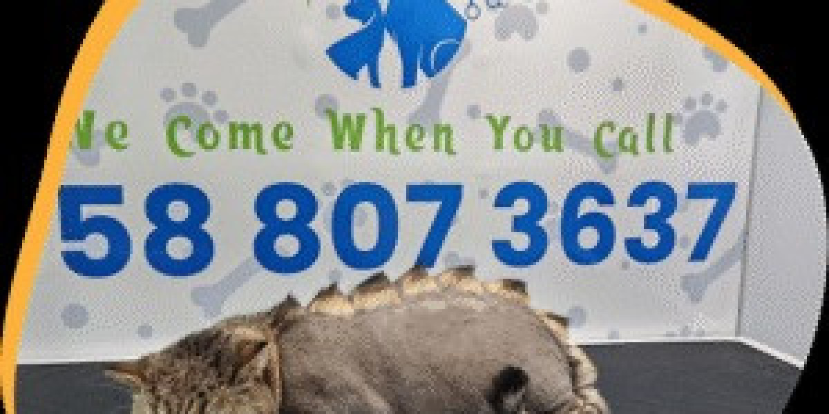 Convenient Care with mobile cat grooming near me