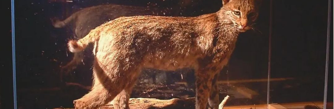 World Pathways Cover Image