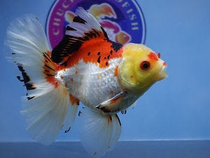 Best Fancy Goldfish in Austin: Where Quality Meets Affordability at ChuChuGoldfish | by ChuChu Goldfish | Sep, 2025 | Medium