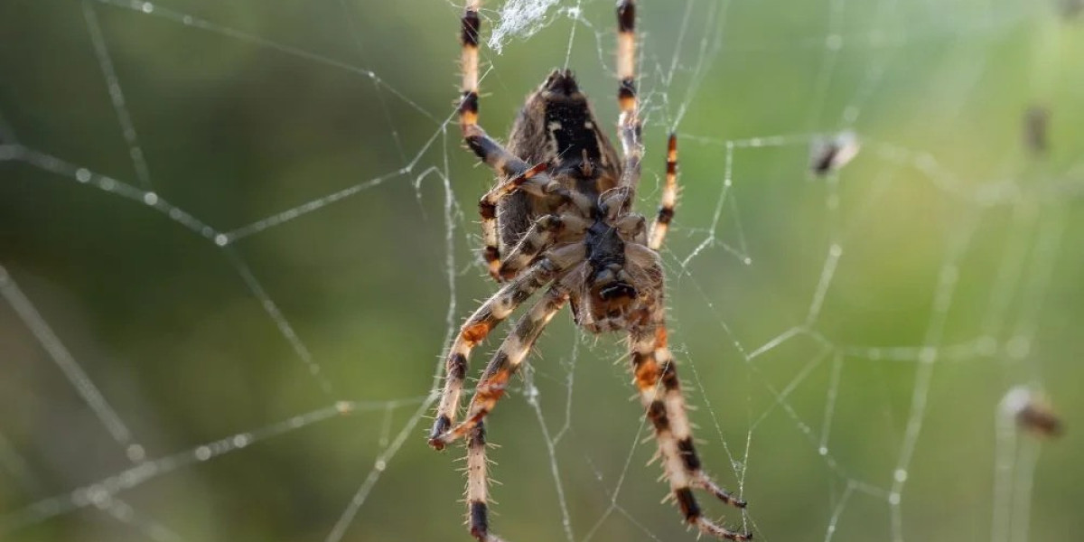 How Can Pest Control Services in Melbourne Safeguard Your Property?