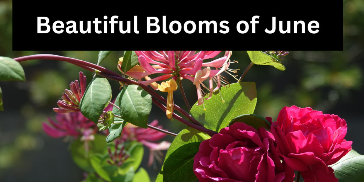 Beautiful Blooms of June: Unveiling the Birth Flowers