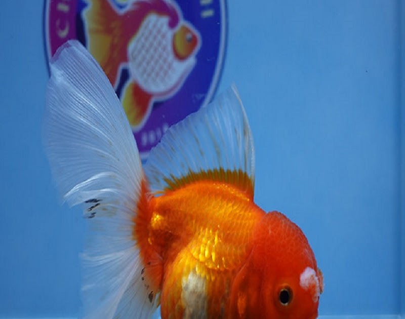Where to Find High Quality Fancy Goldfish That Are Healthy and Affordable