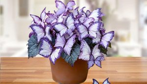 Is the Moonlight Butterfly Begonia plant real or fake?