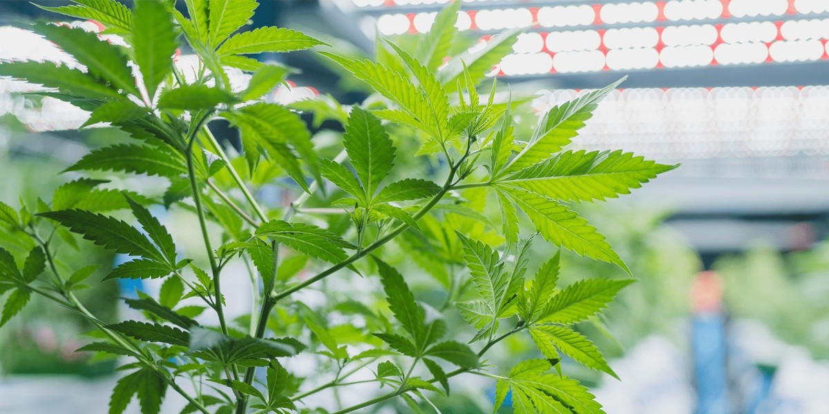 Cannabis Stecklinge bestellen online – Der einfache Weg zu hochwertigen Cannabis Pflanzen