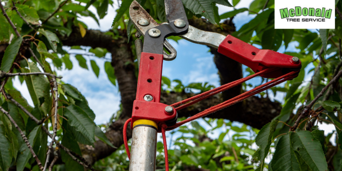Why Tree Pruning Services Are Essential for Long-Term Tree Health