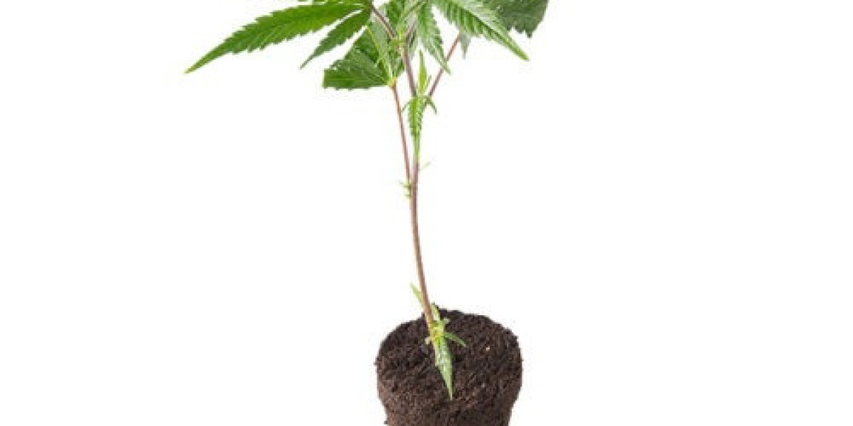 Indoor Hanfstecklinge kaufen – Der ultimative Guide für Cannabis Enthusiasten in Deutschland