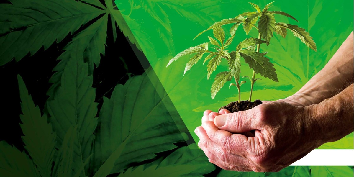 Stecklinge Onlineshop: Der einfache Weg zu hochwertigen Cannabis Stecklingen in Deutschland