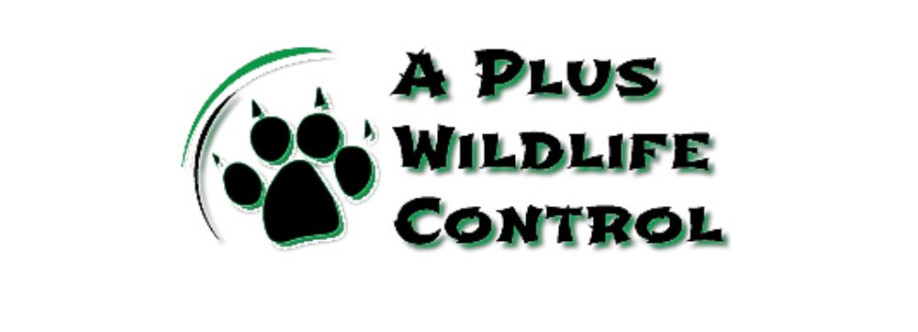A Plus Wildlife Cover Image