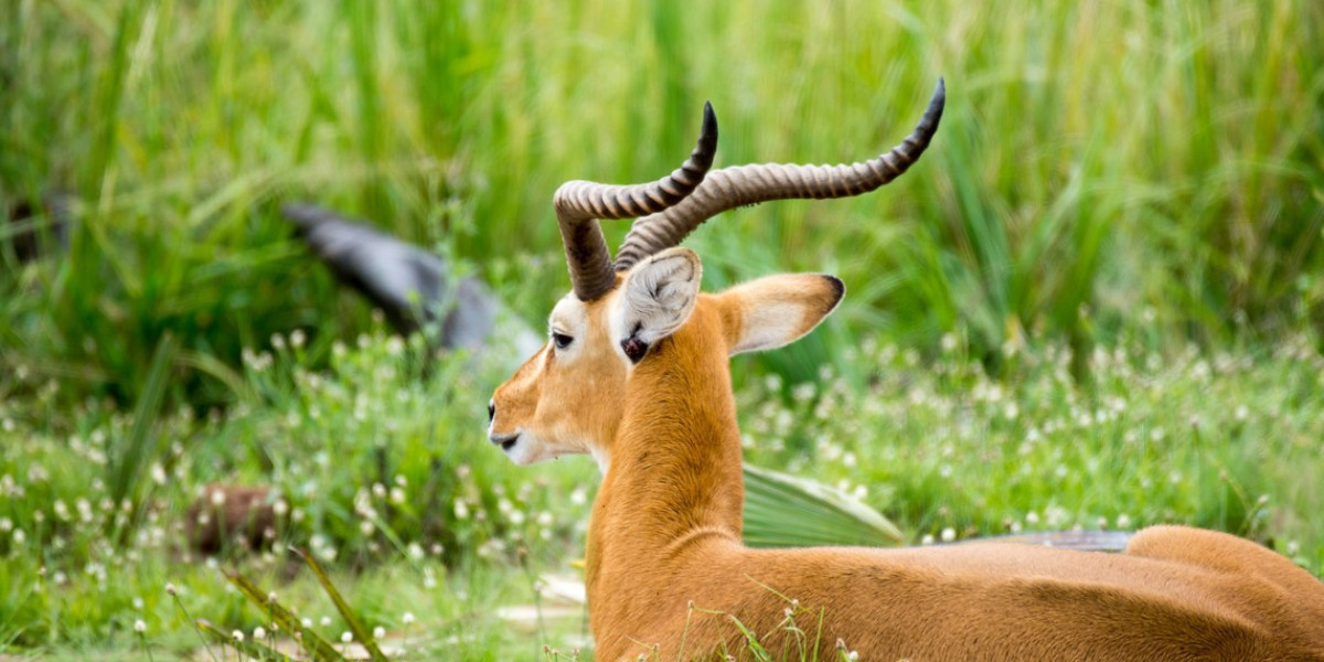 Why Choose Uganda for Your Next Wildlife Adventure?