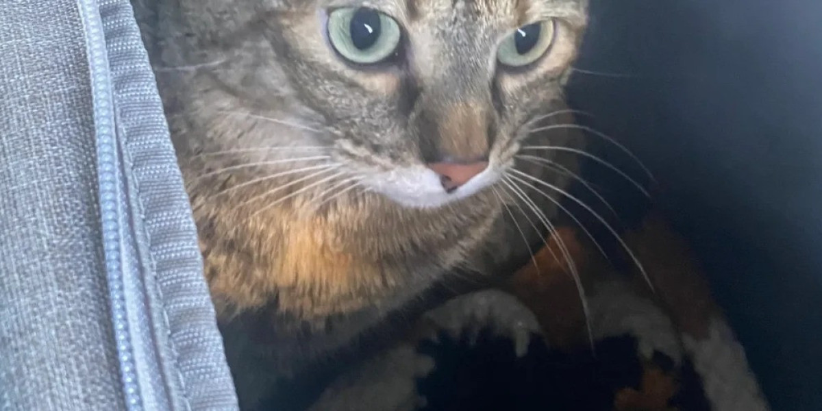 Reliable Pet Transportation Agency Services Across The USA