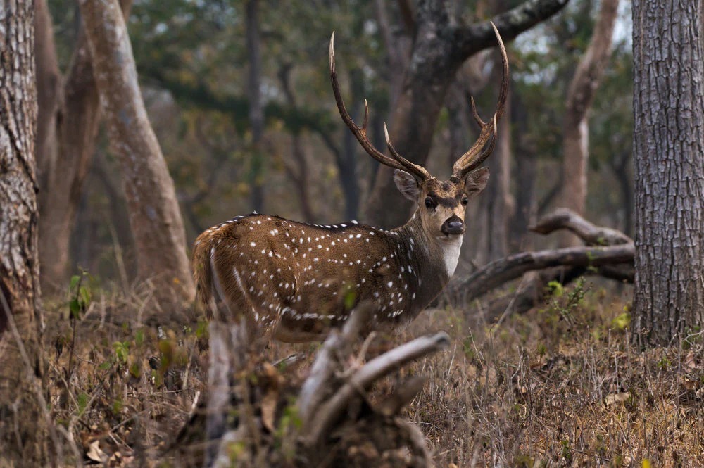 How to Make the Most of Deer Hunting in Texas – @texashuntranch1 on Tumblr