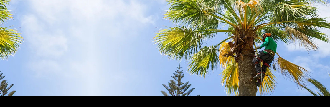 Miami Tree Crew Cover Image