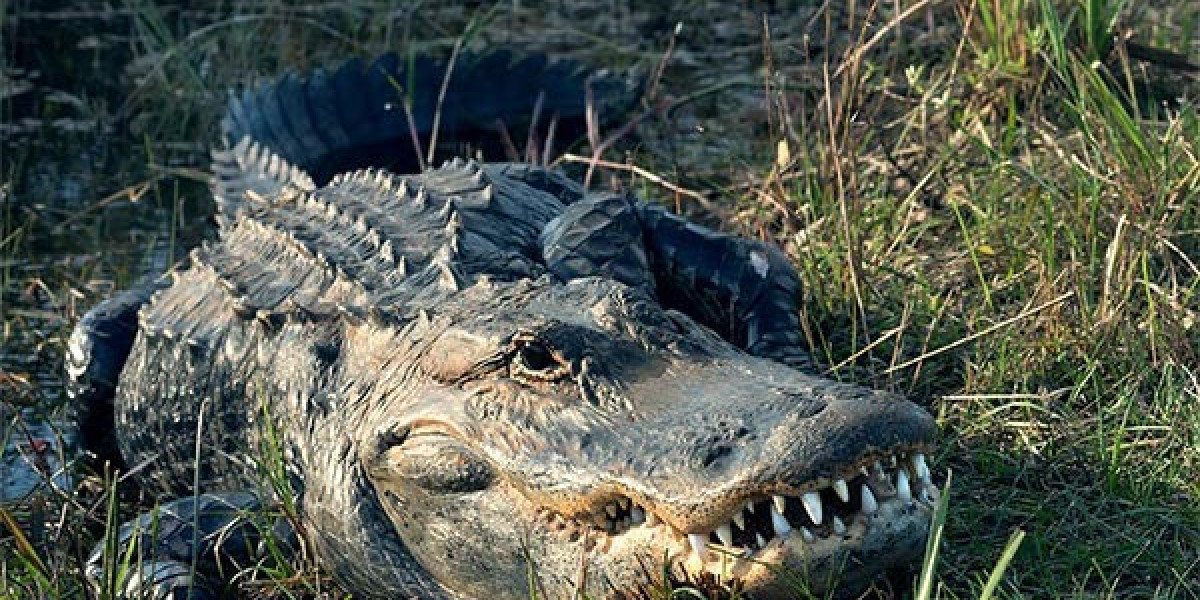 Exploring the Wonders: Everglades Trips from Fort Lauderdale