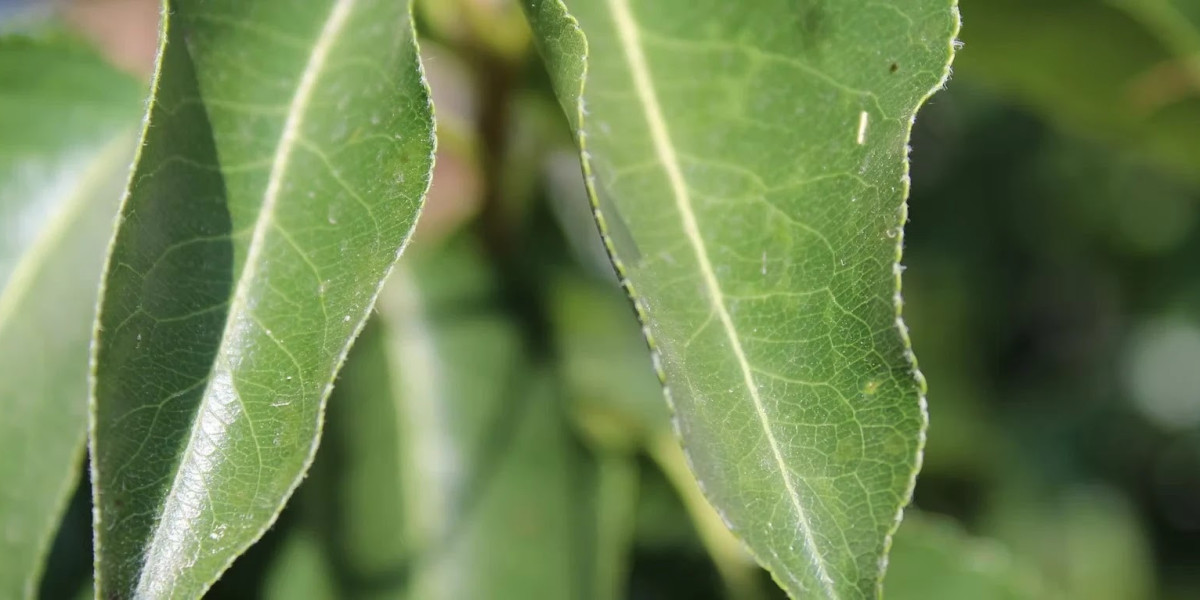 Tree Removal Experts in Central Colorado – Safe, Fast & Reliable Service