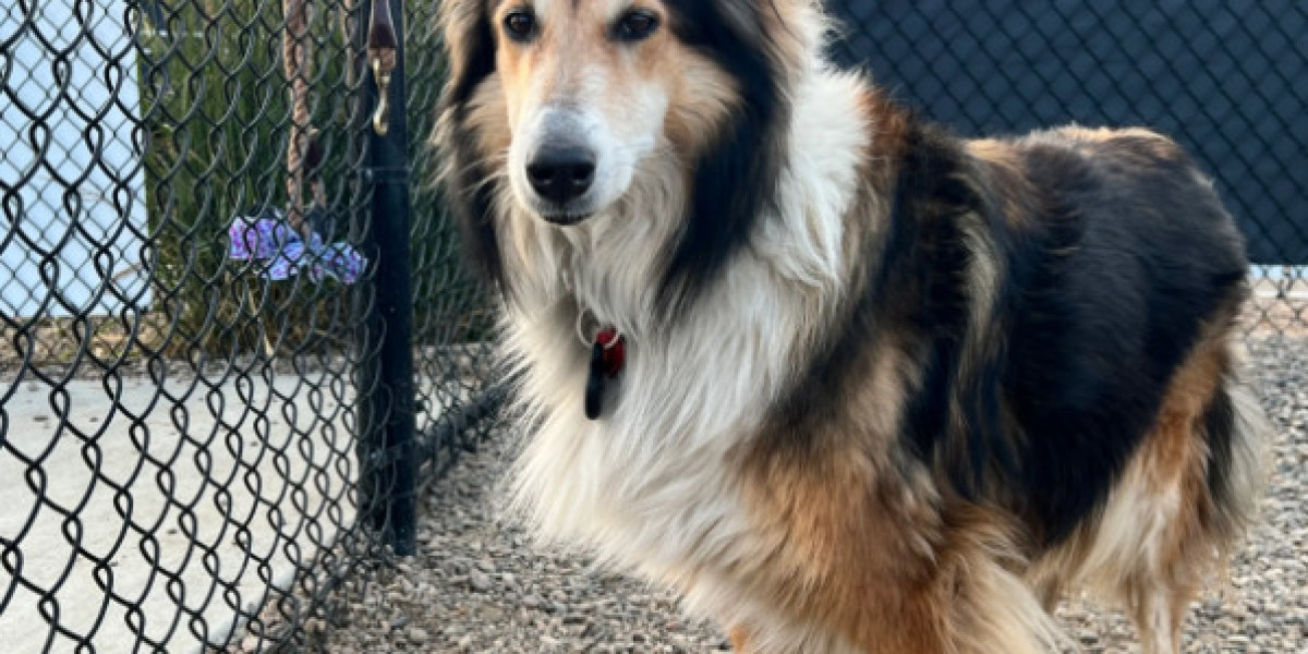 Reliable Pet Transportation Services for Safe Interstate Travel