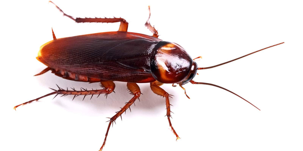 How Early Roach Extermination in Hanover IL Prevents Expensive Home Damage