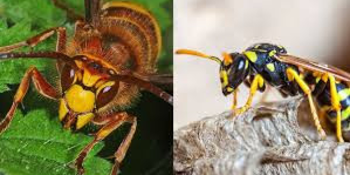 Why Fast Action Against Hornets & Wasps Stops Nest Comebacks