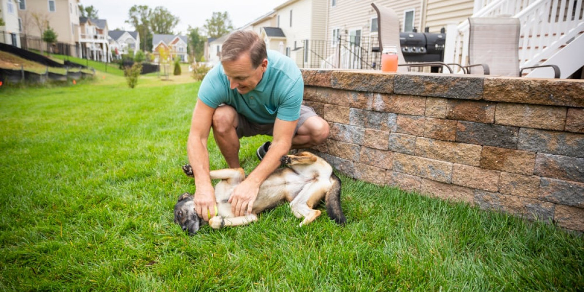 The Best Ways to Deal with Fleas in Your Home and Yard