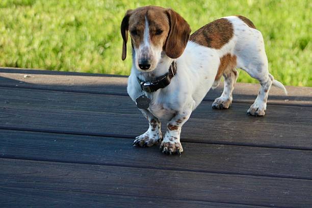 Personality Plus: How the Piebald Miniature Dachshund Stands Out from the Pack! – Honeyman's Miniature Dachshunds