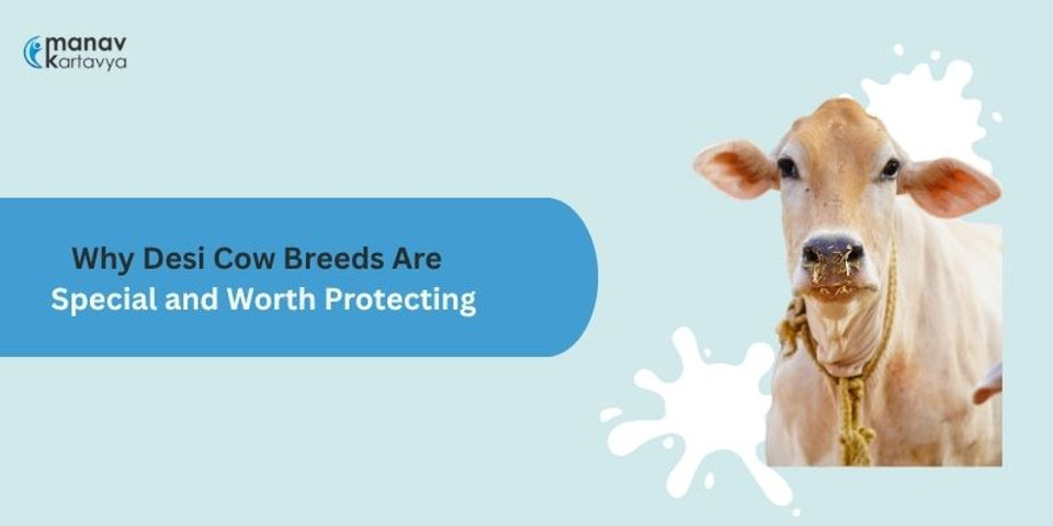 Why Desi (Indigenous) Cow Breeds Are Special and Worth Protecting?
