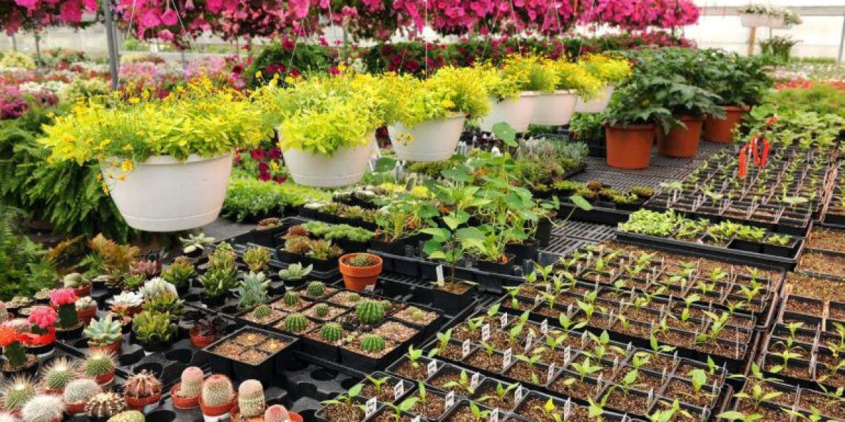 Buy Plants Online in Pakistan: A Complete Guide for Plant Lovers